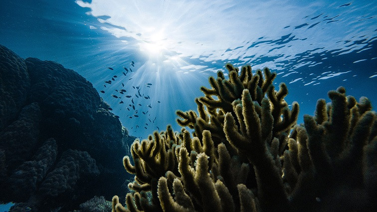 Gold Nanoparticles Could Help Coral Reefs Avoid Extinction