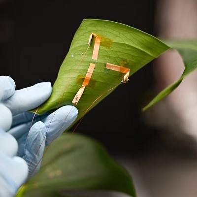 Plants Need Water? Breakthrough Sensor Measures Leaf Hydration in Real Time