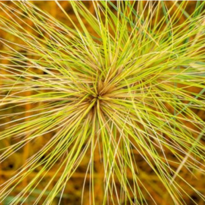 Spinifex Fibres Ideal New Ingredient for Medical Gels