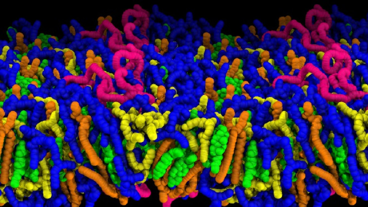 How fat Droplets Carrying Vaccines Release Their Cargo