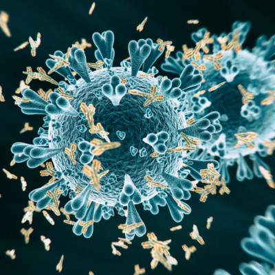 New Small Antibodies Show Promising Effects Against COVID-19 Infection