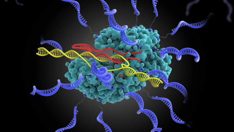 Discovery Broadens Scope of Use of CRISPR Gene Editing