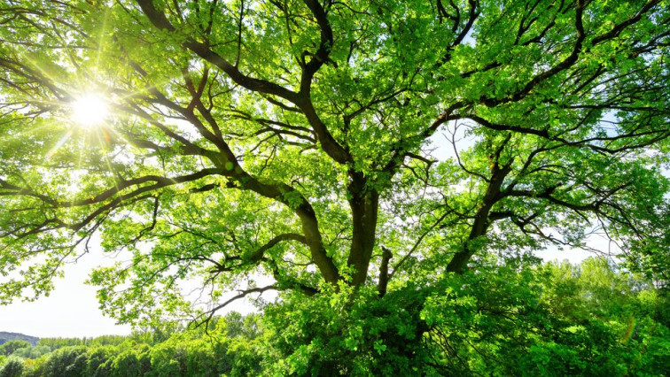 Electronics Can Grow on Trees Thanks to Nanocellulose Paper Semiconductors