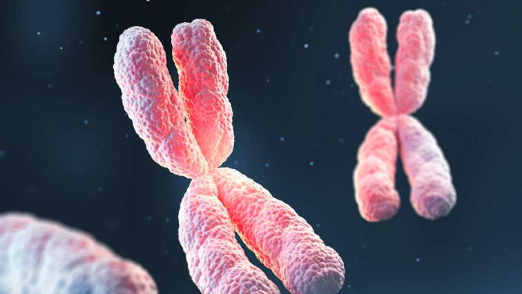 Researchers Explain the Organization of DNA in Chromosomes from Repetitive Interactions Between Nucleosomes