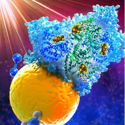 News Release: NREL Demonstrates Light-Driven Process for Enzymatic Ammonia Production