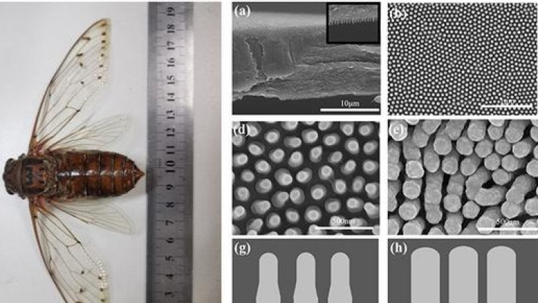 Empress Cicada Wings Help Illuminate Molecular Structure