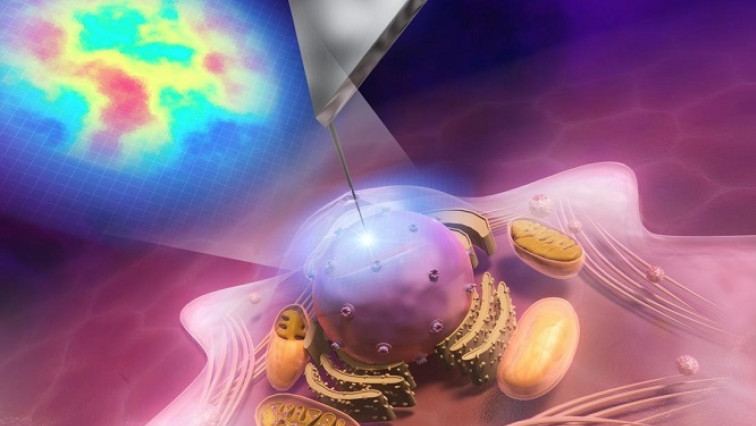 Scanning Nanoprobe Microscope Reveals the Hidden Flexibility of Cancer Cells