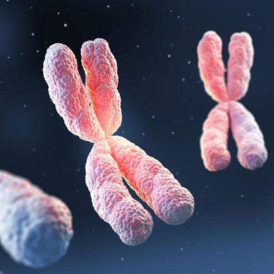 Researchers Explain the Organization of DNA in Chromosomes from Repetitive Interactions Between Nucleosomes