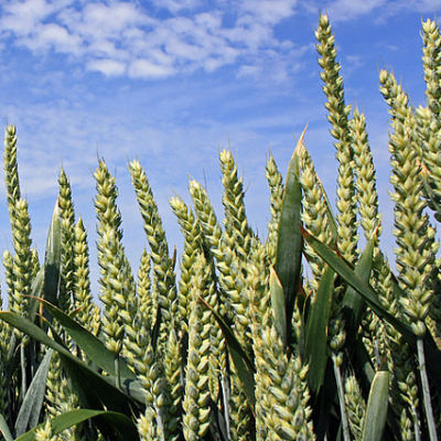 Proven: Cereal Plants Absorb Nanoplastics