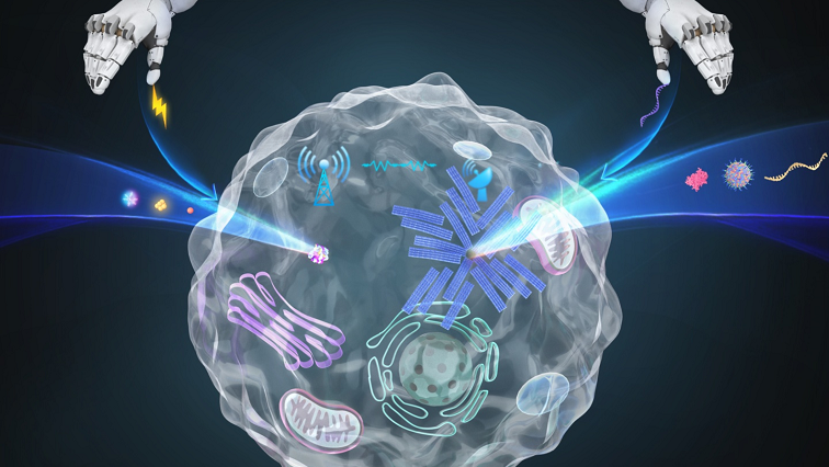 Breakthrough in Synthetic Cell Research
