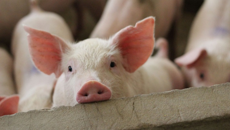 Probing Researchers Strike Gold to Stop the Trots in Pigs