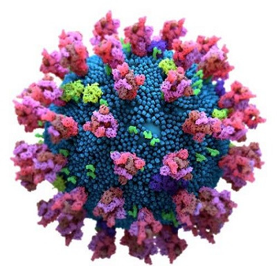 Llama-Derived Nanobodies Show Neutralizing Activity Against SARS-CoV-2 Variants of Concern in Vitro