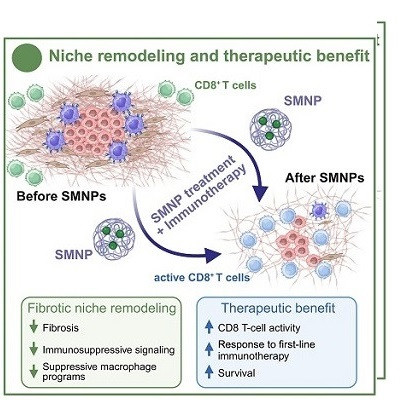 Targeted Nanoparticles Reduce Tumor Scarring and Enable Immunotherapy Response in Mice