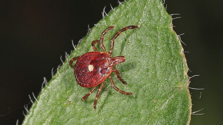 Tick-borne Red Meat Allergy Prevented in Mice through New Nanoparticle Treatment