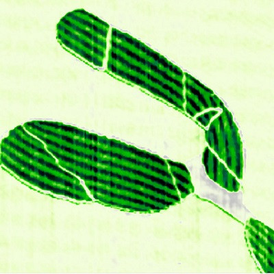 Discovery of New Growth-Directed Graphene Stacking Domains May Precede New Era for Quantum Applications