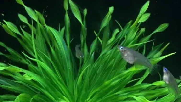 Nanoplastics Hindering Cognitive Abilities of Fish, International Research Shows