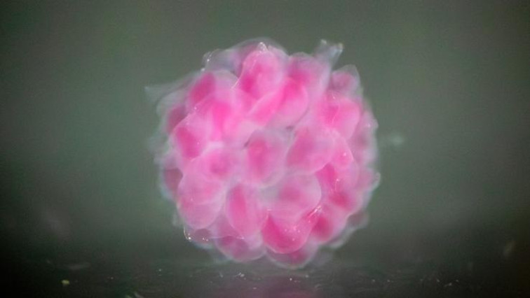 This UVA Researcher’s Tiny Building Blocks Could Help Assemble a Healthier Future