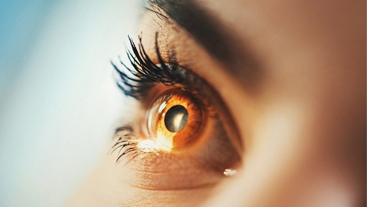 Nanotubes in The Eye That Help Us See