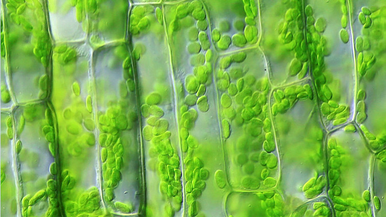 International Team Visualizes Properties of Plant Cell Walls at Nanoscale