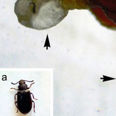 Mupli Beetle Can Be Used to Create Metal Nanoparticles, Says Study