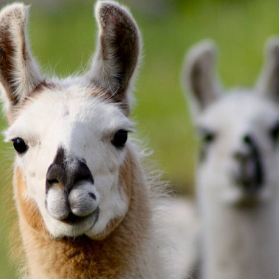 ‘Nanobodies’ from Llamas Could Yield Cell-specific Medications for Humans