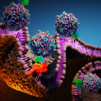 Antibody Fragment-nanoparticle Therapeutic Eradicates Cancer