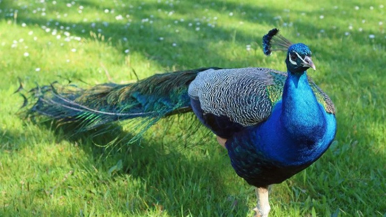 Irish Scientists Unlock Nature’s 500-Million-Year-Old Colour Secrets with Nano-Tech Breakthrough