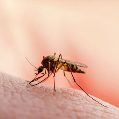 Cellulose Nanocrystals as A Barrier Against Mosquito Bites