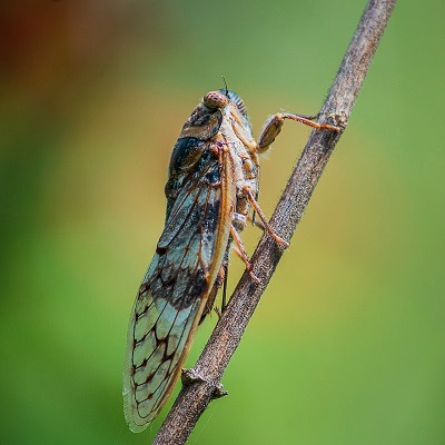 Inspired by Cicada Wings, Beckman Researchers Study the Insects’ Antimicrobial Properties to Develop New Antibacterial Surfaces