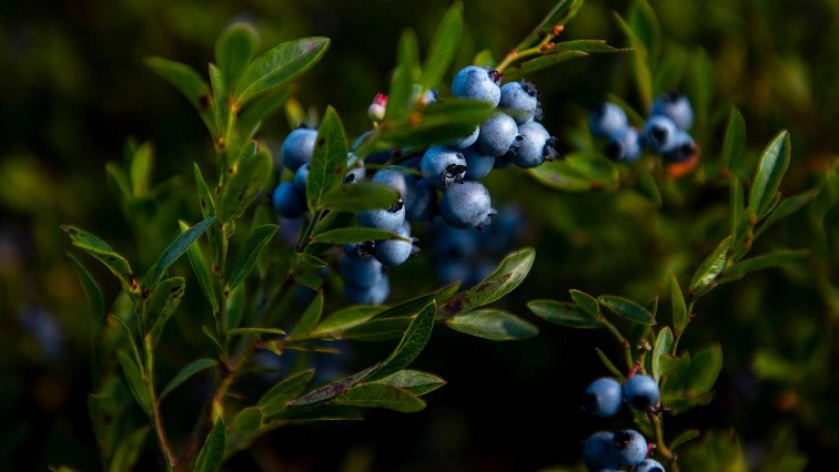 Nanocellulose May Help Wild Blueberry Yield When Applied with Fertilizer, UMaine Study Finds