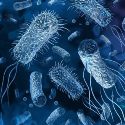 Tireless Microbial Killers in New Nanocomposites