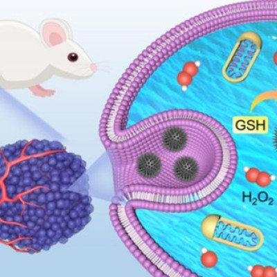 Urchin-like Single-atom Nanozymes Show Enhanced Chemodynamic Tumor Therapy