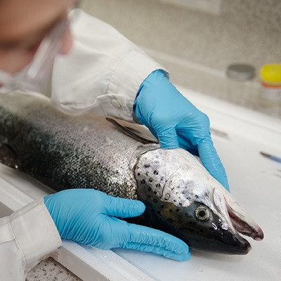 UMaine Researchers to Develop Enhanced Fish Vaccines with Nanocellulose