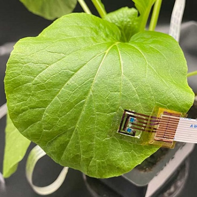 Plant Sensors Could Act as an Early Warning System for Farmers