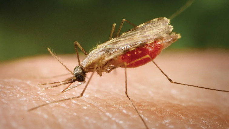Malaria: Kaduna Varsity Prof, Others Develop Mosquito-repellent Fabric