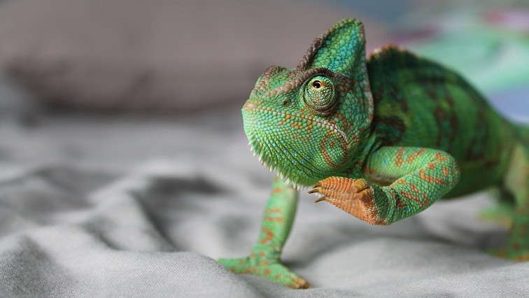 Inspired by Nature:  Iowa State University’s Researchers Develop Chameleon Metals