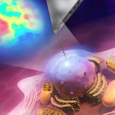 Scanning Nanoprobe Microscope Reveals the Hidden Flexibility of Cancer Cells