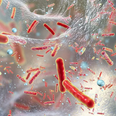 Engineered E. Coli Delivers Therapeutic Nanobodies to the Gut