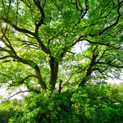 Electronics Can Grow on Trees Thanks to Nanocellulose Paper Semiconductors