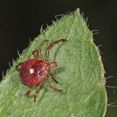 Tick-borne Red Meat Allergy Prevented in Mice through New Nanoparticle Treatment