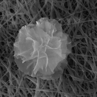 This Delicate Nanoflower Is Downright Deadly to Bacteria