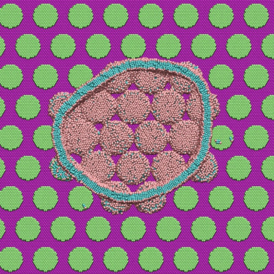 Scientists Use ORNL’s Summit Supercomputer to Learn How Cicada Wings Kill Bacteria