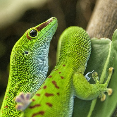 Gecko Feet Are Coated in an Ultra-thin Layer of Lipids That Help Them Stay Sticky