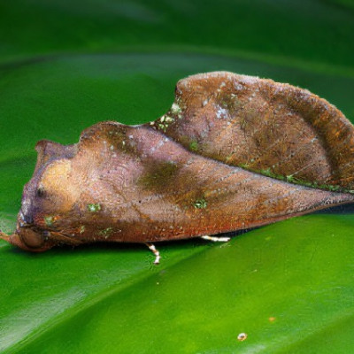 Masquerading Moth Deploys Unique Optical Tricks to Evade Predators