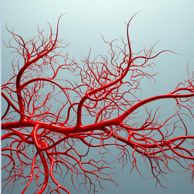 First Time Genome Editing Made Possible on Cells Lining Blood Vessel Walls