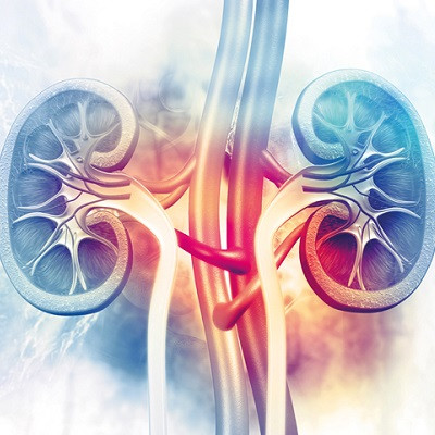 How Researchers Are Shining a Light on Kidney Disease