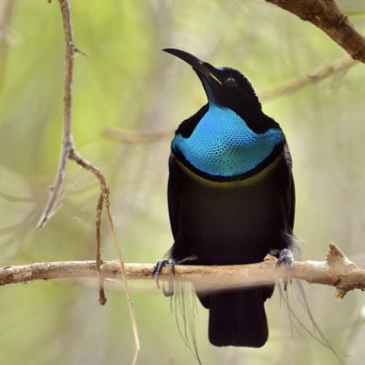 Bird-of-paradise Inspires Darkest Fabric Ever Made