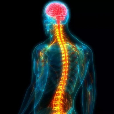 New Method of Spinal Cord Tissue Repair