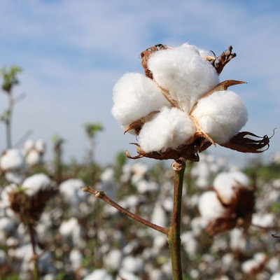 Finding the “Silver Lining” in Cotton Gin Waste