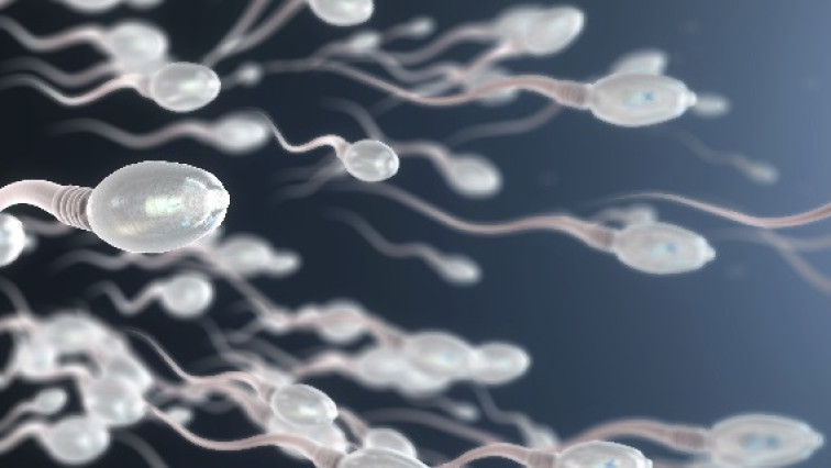 Future of Fertility: Controlling Sperm Bots